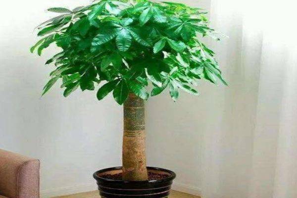 发财树重新截肢栽种(发财树重新截肢栽种要浇水吗)