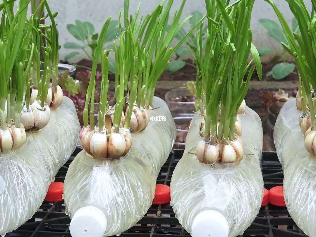 蒜种植方法(紫皮蒜种植方法)