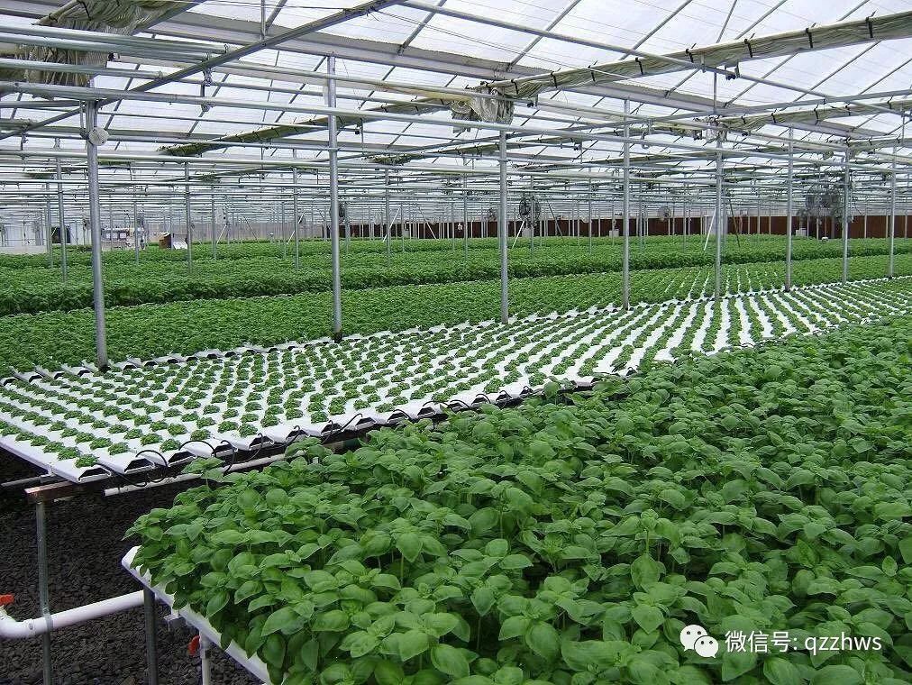 育苗技术(黄柏育苗技术)