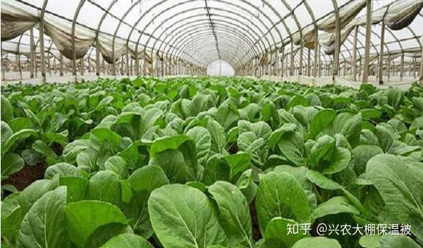 冬季可种植的蔬菜(冬季种植的蔬菜有哪些易种活)