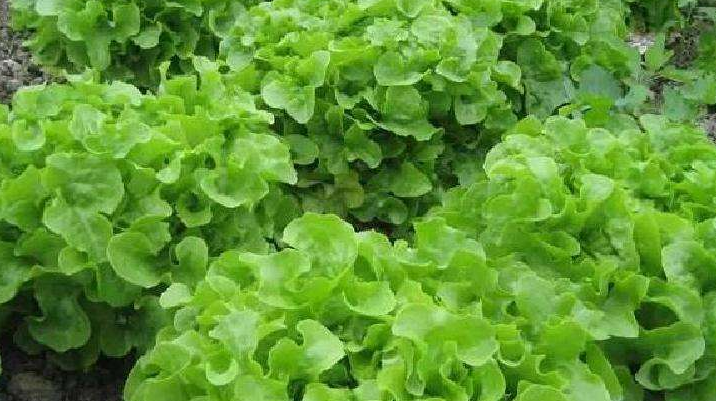 冬季可种植的蔬菜(冬季种植的蔬菜有哪些易种活)