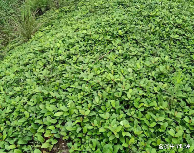 野地瓜种植技术(野地瓜种植技术和管理)