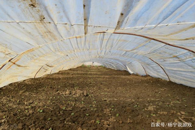 种西瓜用多厚薄膜(种西瓜用黑膜还是白膜)
