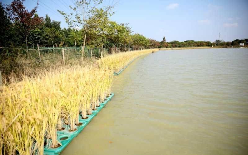 水面上种植水稻(水面上种植水稻,水下养鱼田螺泥鳅可以吗)