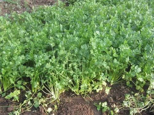 香菜种子怎么种植(香菜种子怎么种植方法视频教程)