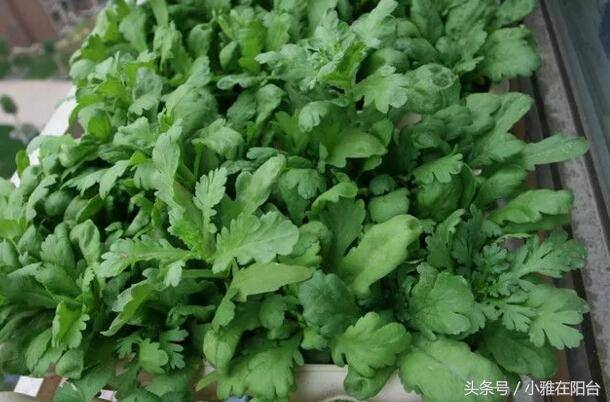 香菜种子怎么种植(香菜种子怎么种植方法视频教程)