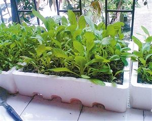 泡沫箱子种蔬菜(泡沫箱子种蔬菜如何给泡沫箱子排气)