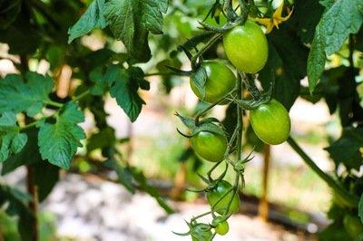 西红柿要怎样种(西红柿怎样种植结果多)