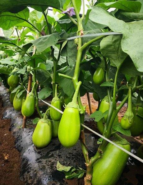 茄子栽培新技术大全(茄子栽培新技术大全视频教程)