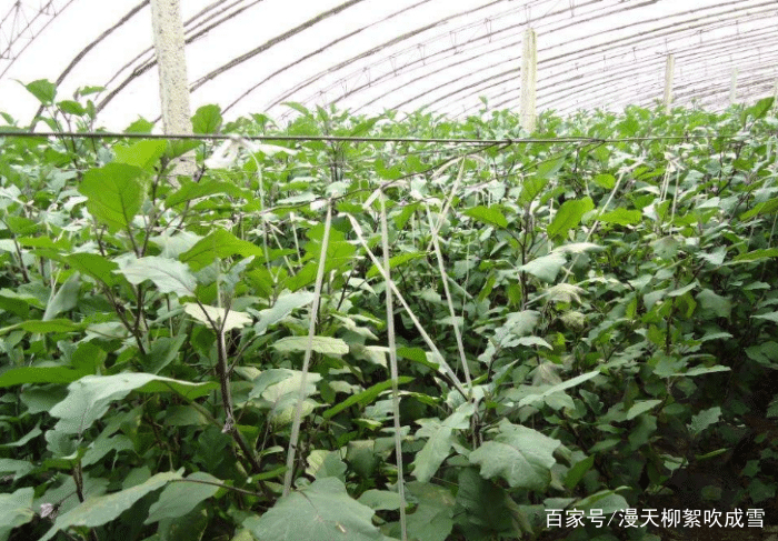 茄子栽培新技术大全(茄子栽培新技术大全视频教程)