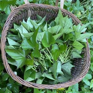 菜红薯尖的种植技术(食叶红薯苗是怎样培育出来的)