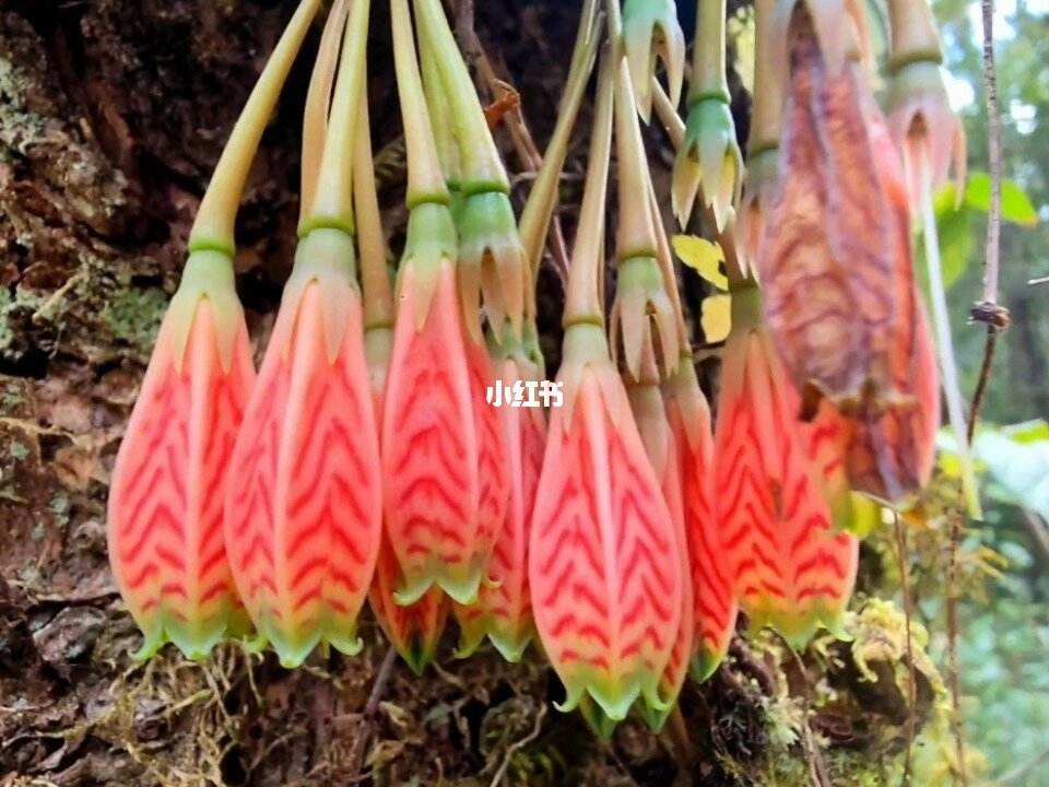 树萝卜种植方法(树萝卜的养殖方法和注意事项)