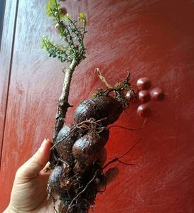 树萝卜种植方法(树萝卜的养殖方法和注意事项)