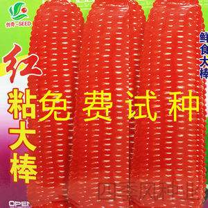 红色玉米多少钱一斤(红玉米种子多少钱一斤)