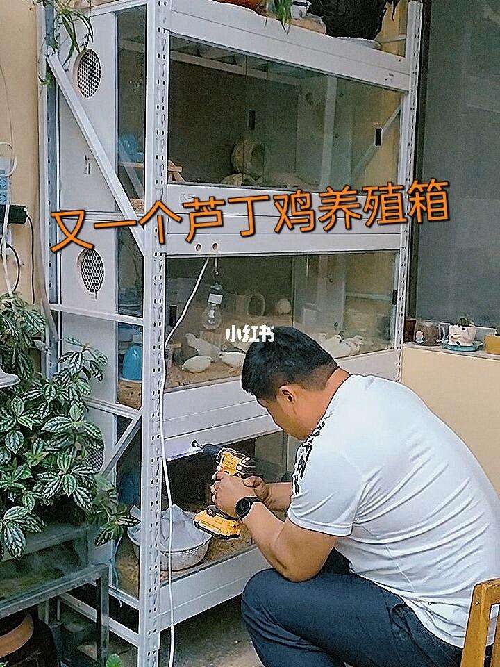 阳台养鹌鹑还是芦丁鸡(芦丁鸡和鹌鹑哪个更好养)
