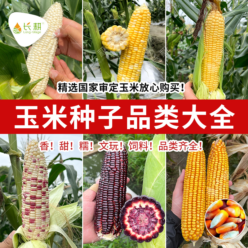 水果玉米种子多少钱一斤(水果玉米种子多少钱一斤呢)