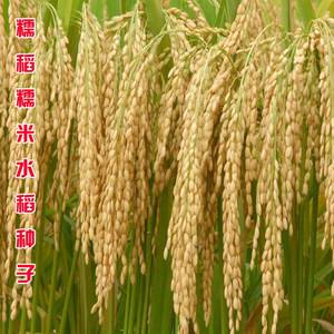 水稻种子什么品种好吃(水稻种子哪种好产量高好吃的)