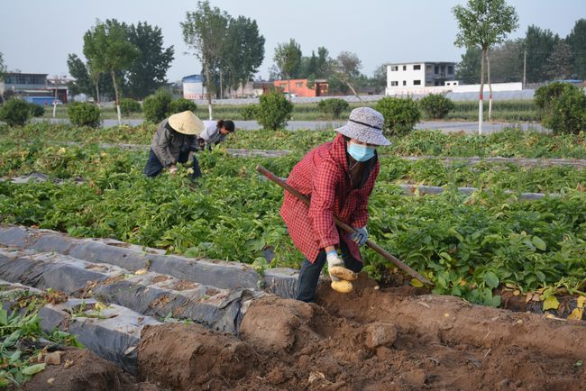 土豆种植公司(土豆种植公司简介)