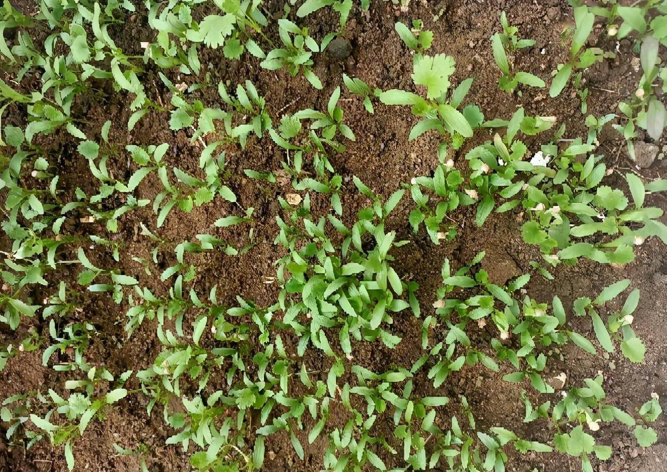 香菜怎样种植发芽快(香菜怎么种植发芽最快)