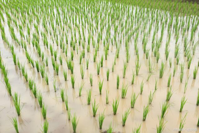 水稻科学种植(水稻科学种植技术)