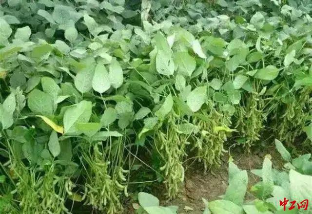 大豆种植操作规程(大豆种植技术和管理视频)