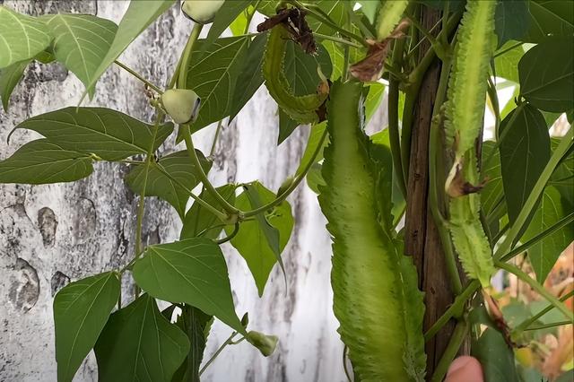 腾菜种植技术(腾腾菜怎样留种)