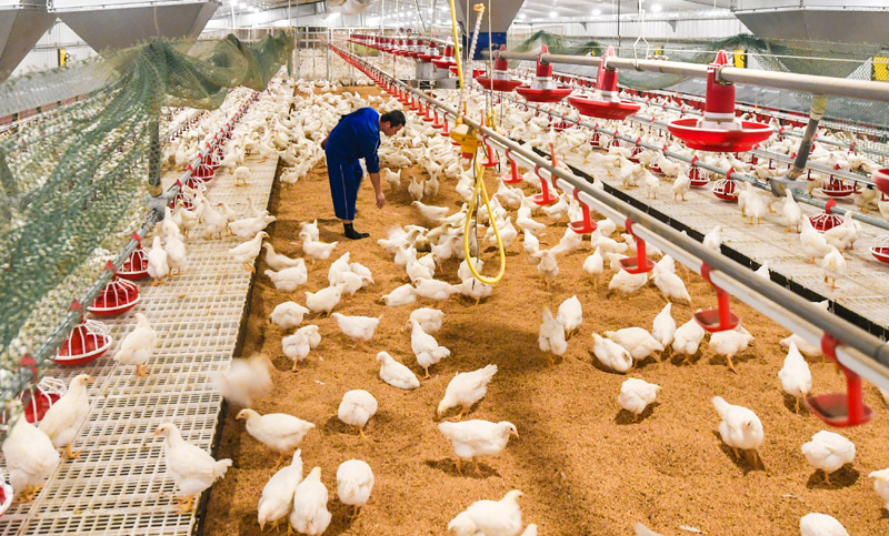 肉鸡养殖企业排名(肉鸡养殖企业排名润海源)