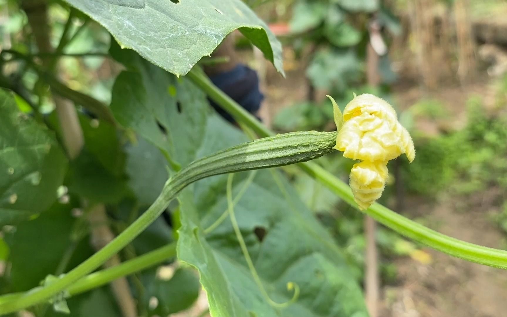 大肉花点丝瓜种植技术(2012年腾讯股价多少)