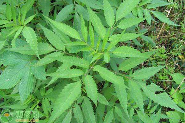接骨草治什么病(接骨草治什么病呢)