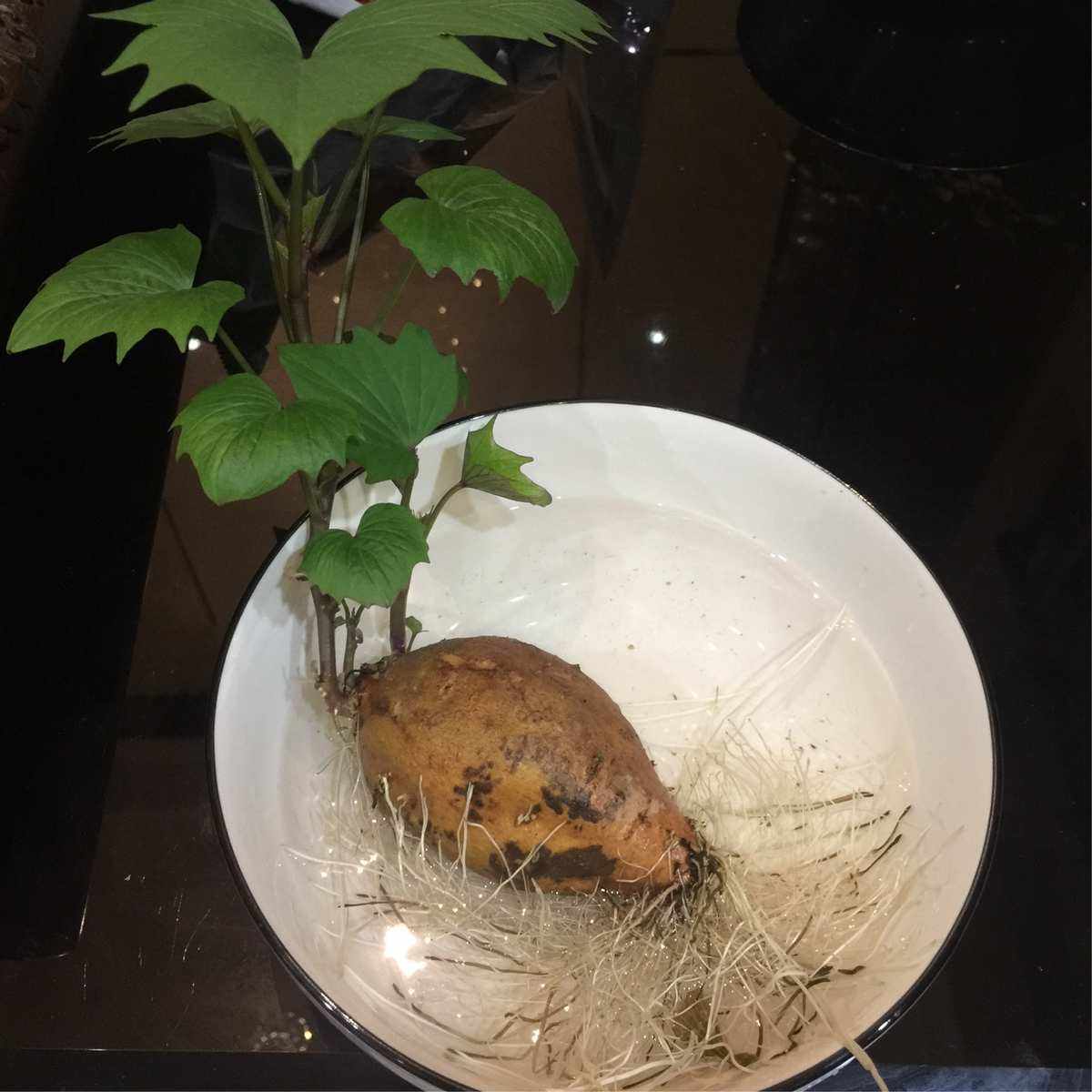 水培红薯怎么种(水培红薯怎么种?)