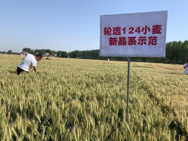 轮选124小麦品种介绍(轮选145小麦品种介绍一下)