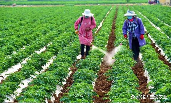 就拿着叶面施肥那种最好(叶面施肥所用的肥料如何选择)