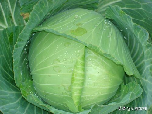甘蓝是寒性的吗(甘蓝是凉性食物还是热性食物)