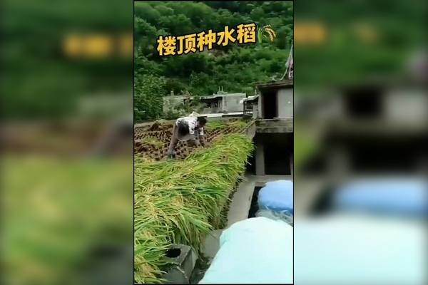 楼顶种植水稻(楼顶种植水稻好吗)