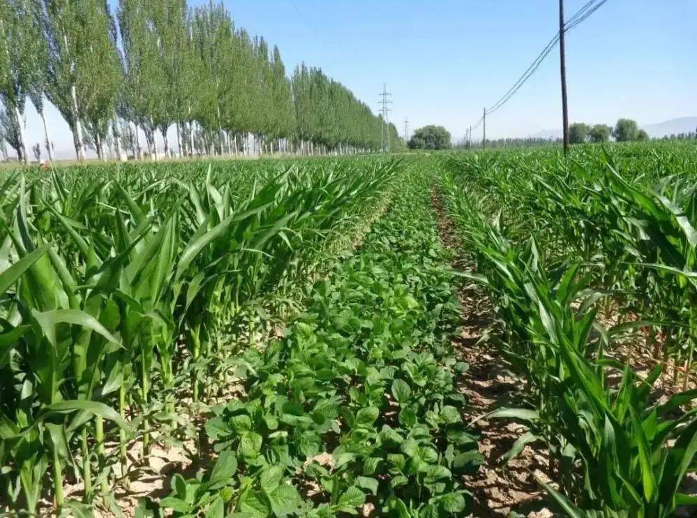 玉米大豆带状复合种植总结(玉米大豆带状复合种植的原理)