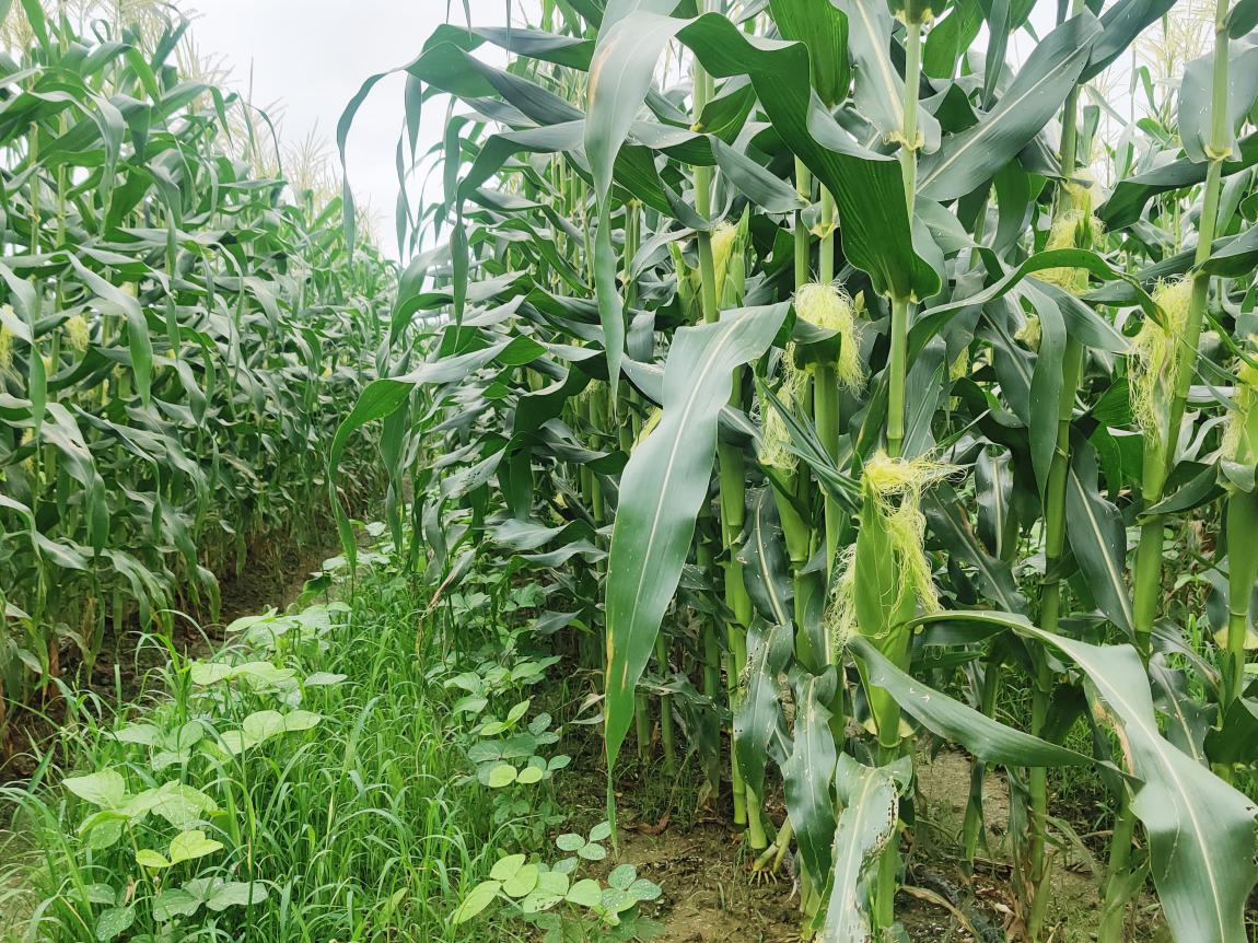玉米大豆带状复合种植总结(玉米大豆带状复合种植的原理)