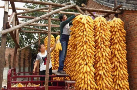 种玉米赚钱不(种玉米赚钱不赚钱)