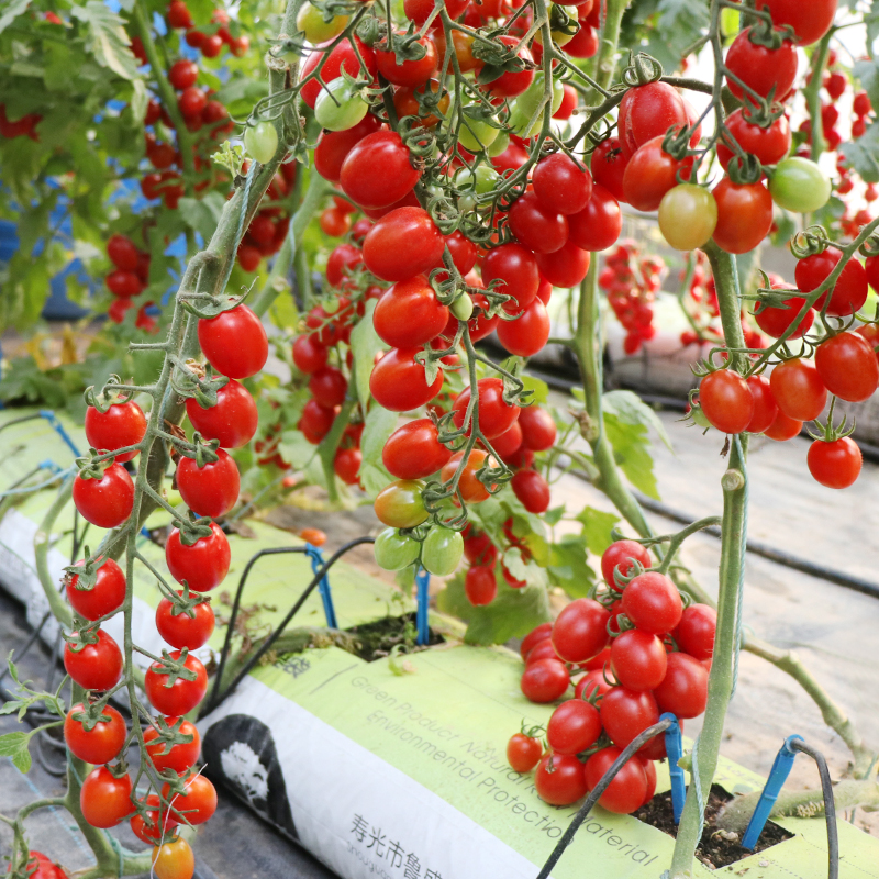 蔬菜水果种植(蔬菜水果种植时间表)