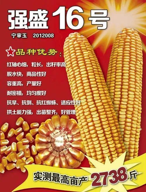 高产玉米品种大全(高产玉米新品种介绍)