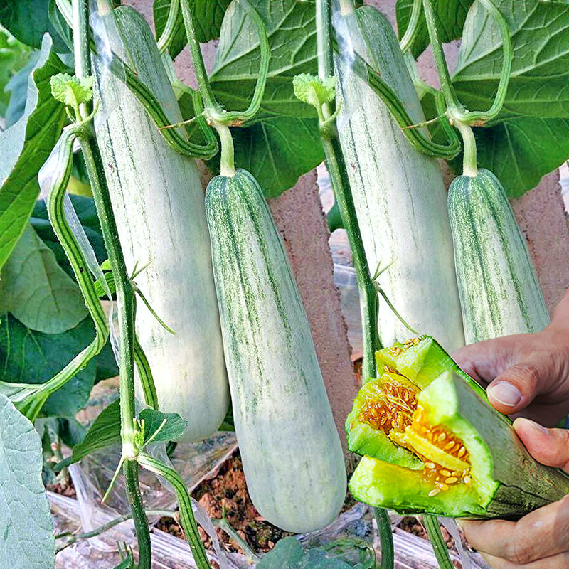 怎么样种植甜香瓜(怎么样种植甜香瓜视频教程)
