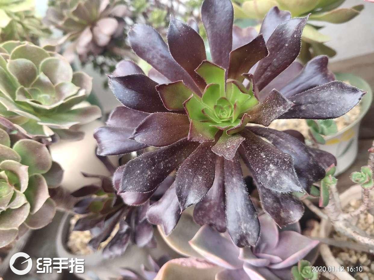黑法师怎么施肥(黑法师冬季怎么施肥)