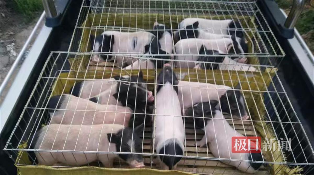 巴马香猪的养殖技术(巴马香猪的养殖技术与管理)
