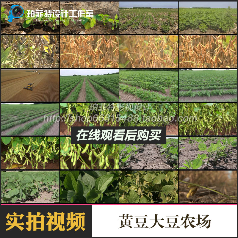 种毛豆的视频(种毛豆的方法及过程)