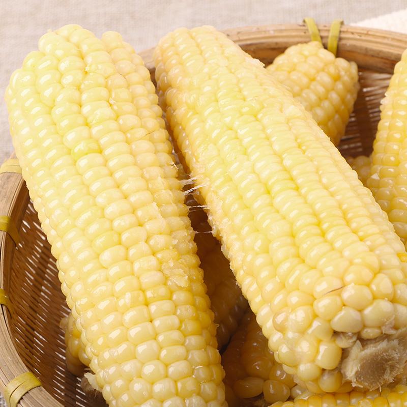 甜糯玉米是糯玉米吗(甜糯玉米属于哪种类型)