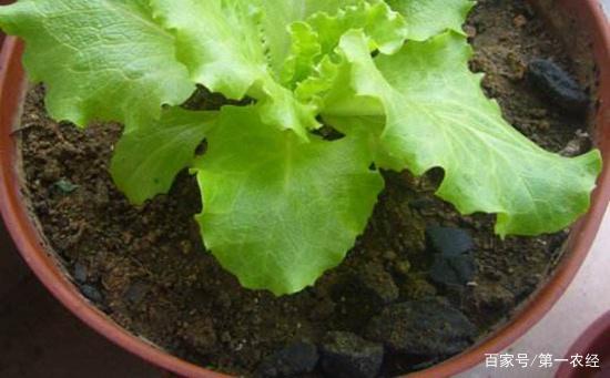 花盆种植生菜的方法(花盆种植生菜的方法视频)