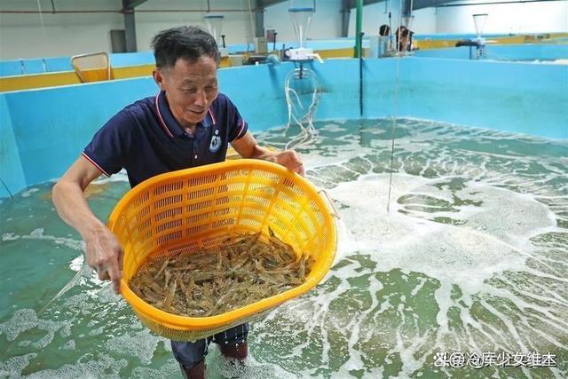 淡水养海虾技术(淡水养虾和海水养虾的区别)