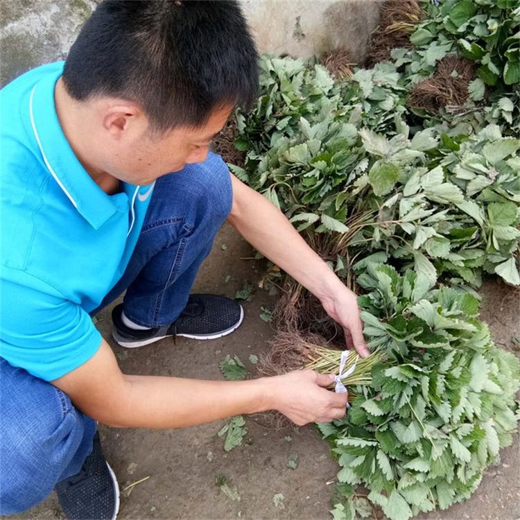 沙土能种草莓吗(细沙土可以种草莓吗)