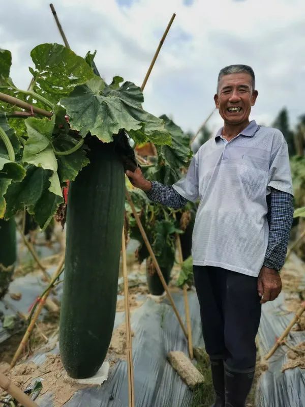 冬瓜种植方法全过程(冬瓜种植方法全过程图解)