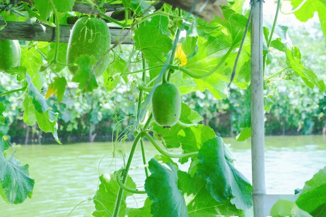 冬瓜种植方法全过程(冬瓜种植方法全过程图解)