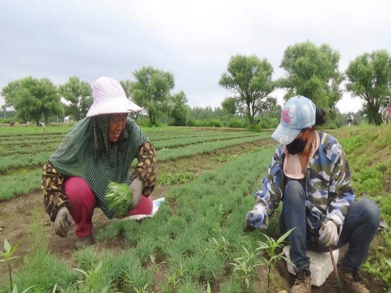 去田里除草(田里除草用什么药最好)